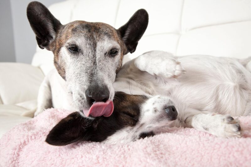 Why Do Dogs Lick Each Other’s Ears?