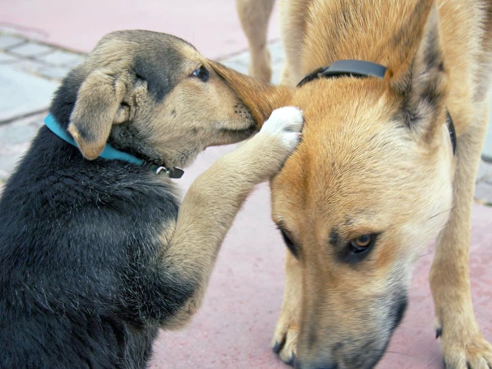 Dogs Lick Each Other’s Ears